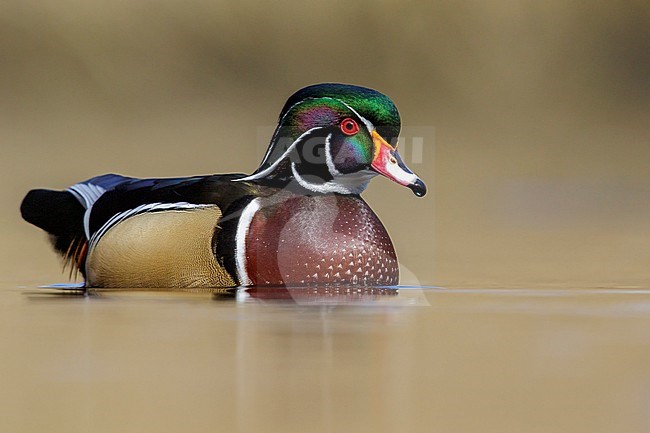 Wood Duck (Aix sponsa)  swimming in a pond in Victoria, BC, Canada. stock-image by Agami/Glenn Bartley,