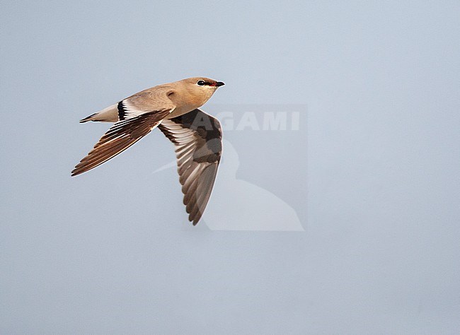 Small Pratincole (Glareola lactea) in typical river habitat in Asia. Bird flying past. stock-image by Agami/Marc Guyt,