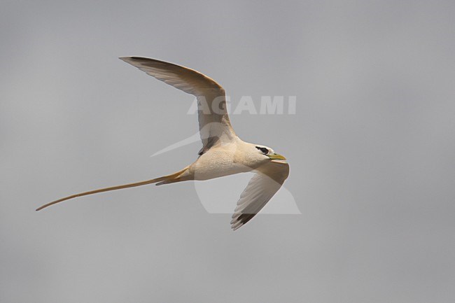 Verdwaalde Witstaartkeerkringvogel op de Azoren; Vagrant White-tailed Tropicbird on the Azores stock-image by Agami/Daniele Occhiato,