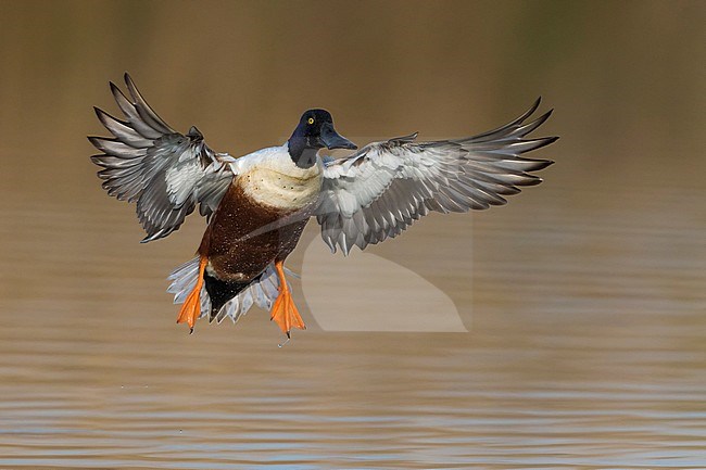 Slobeend; Northern Shoveler; Anas clypeata stock-image by Agami/Daniele Occhiato,