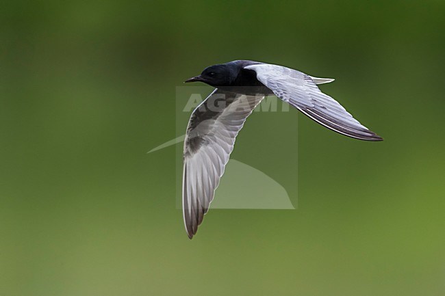 Adulte Witvleugelstern in vlucht; White-winged Tern adult in flight stock-image by Agami/Daniele Occhiato,