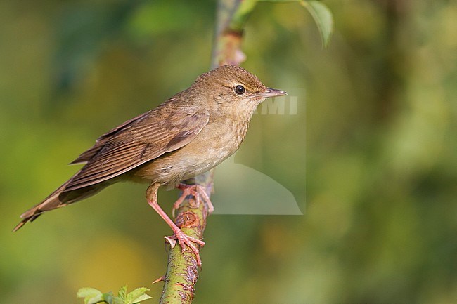 River Warbler - Schlagschwirl - Locustella fluviatilis, Hungary, adult stock-image by Agami/Ralph Martin,
