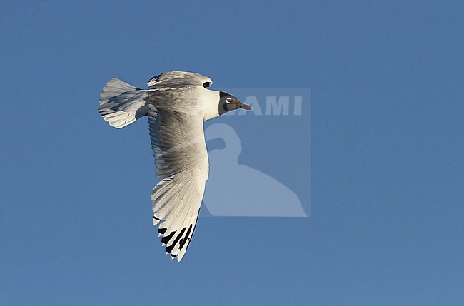 Relictmeeuw in vlucht; Relict Gull (Ichthyaetus relictus) flying stock-image by Agami/James Eaton,