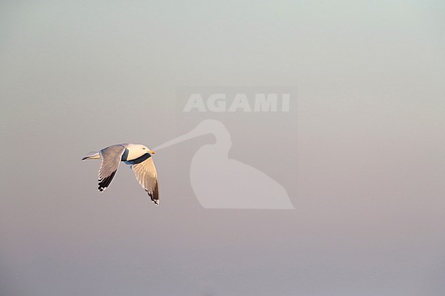 European Herring Gull (Larus argentatus) during winter in Ijmuiden in the Netherlands. Adult flying in front of an early morning sky. stock-image by Agami/Marc Guyt,