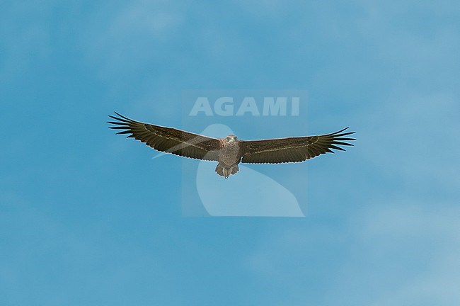 Portrait of a tawny eagle, Aquila rapax, in flight. Khwai Concession Area, Okavango, Botswana. stock-image by Agami/Sergio Pitamitz,