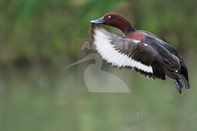 Ferruginous Duck - Moorente - Aythya nyroca, Spain (Andalucia), adult, male stock-image by Agami/Ralph Martin,