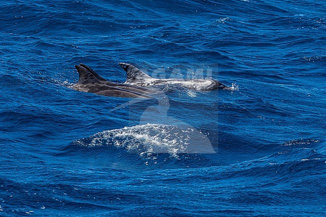 Group of Rough-toothed Dolphin (Steno bredanensis) swimming 3km off Ponta da Dobradeira, Sao Nicolau, Cape Verde. stock-image by Agami/Vincent Legrand,