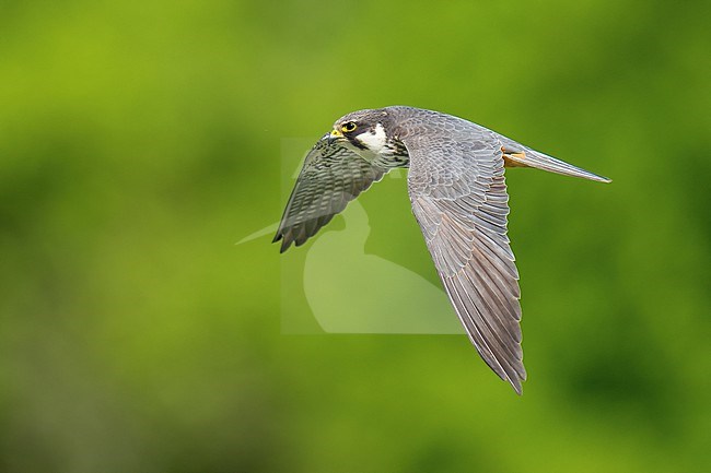 Eurasian Hobby (Falco subbuteo) flying in front of green background in Switzerland. stock-image by Agami/Marcel Burkhardt,