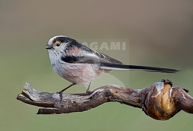 Long-tailed Tit (Aegithalos caudatus) in northern Italy stock-image by Agami/Alain Ghignone,