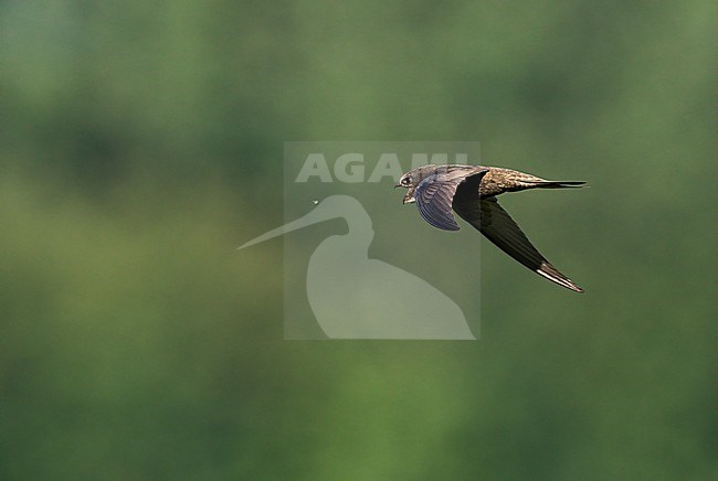 In flight feeding and hunting Common Swift (Apus apus) catching an insect with its bill wide open in sideview stock-image by Agami/Ran Schols,