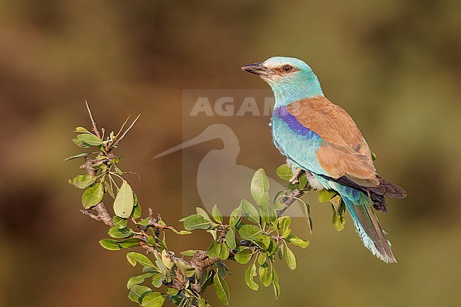 European Roller (Coracias garrulus), adult male perched on Crab Apple, Campania, Italy stock-image by Agami/Saverio Gatto,