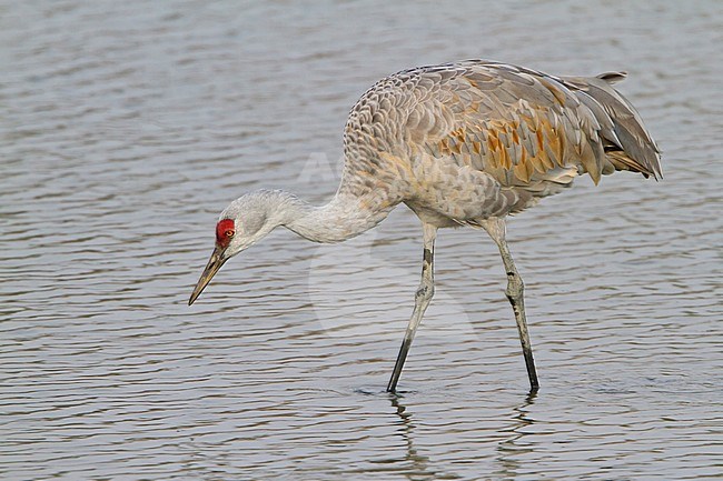 Sandhill Crane (Grus canadensis) in a wetland near Vancouver, BC, Canada. stock-image by Agami/Glenn Bartley,