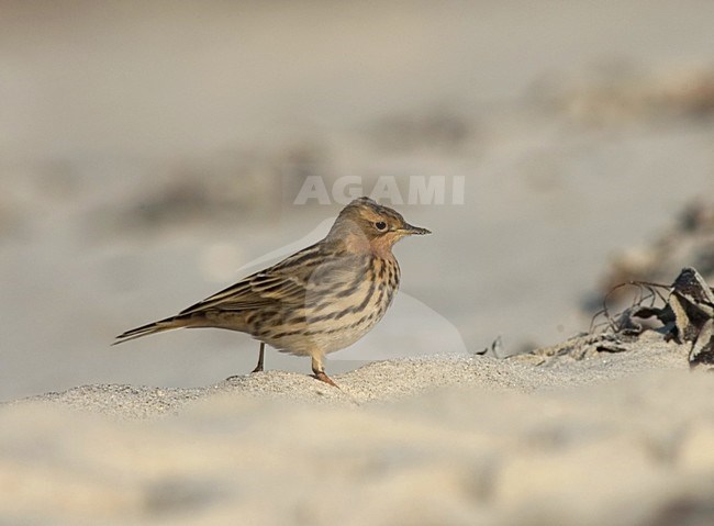 Red-throated Pipit standing on a beach; Roodkeelpieper staand op een strand stock-image by Agami/Marc Guyt,