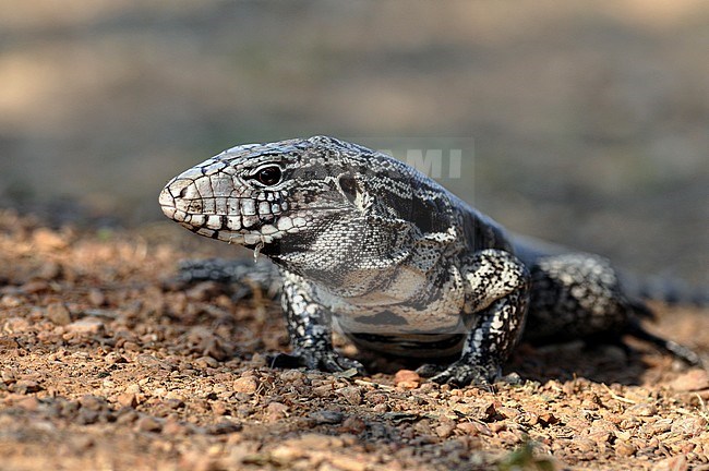 Tegu species stock-image by Agami/Laurens Steijn,