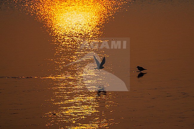 Black-headed Gulls (Chroicocephalus ridibundus) at sunset stock-image by Agami/Marc Guyt,