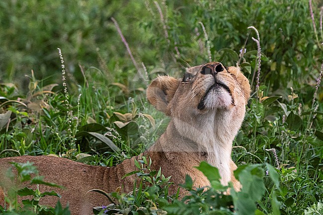 A lioness, Panthera leo, resting on grass and looking up. Ndutu, Ngorongoro Conservation Area, Tanzania. stock-image by Agami/Sergio Pitamitz,