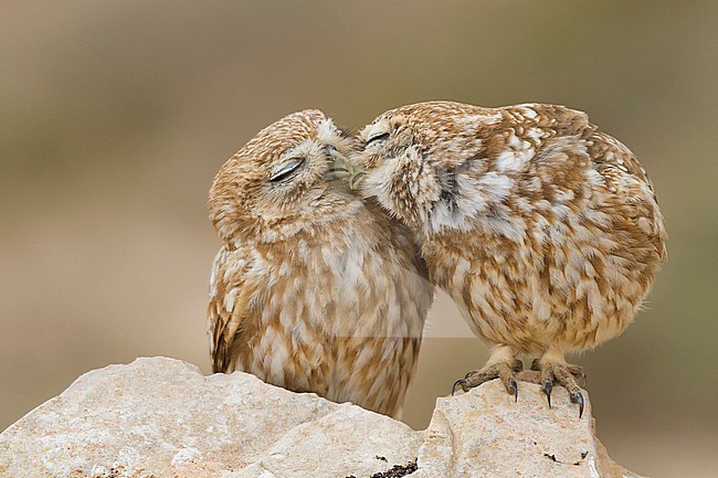 Little Owl - Steinkauz - Athene noctua saharae, Morocco, adult stock-image by Agami/Ralph Martin,