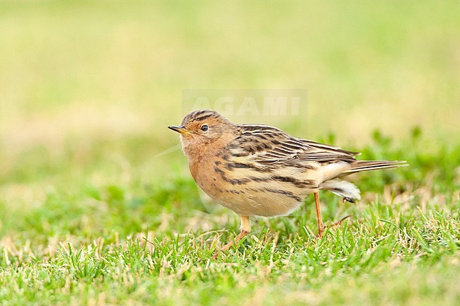 Adult Red-throated Pipit (Anthus cervinus) during spring migration in Eilat, Israel stock-image by Agami/Marc Guyt,