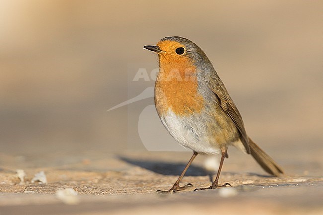 European Robin - Rotkehlchen - Erithacus rubecula ssp. rubecula, Spain stock-image by Agami/Ralph Martin,