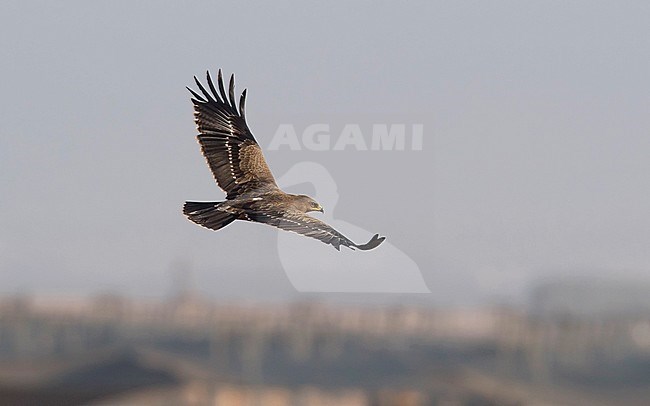 Side view of a juvenile Lesser Spotted Eagle (Clanga pomarina) in flight, wings seen from above. Israel stock-image by Agami/Markku Rantala,