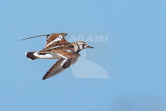 Adult female breeding
Galveston Co., TX
April 2023 stock-image by Agami/Brian E Small,