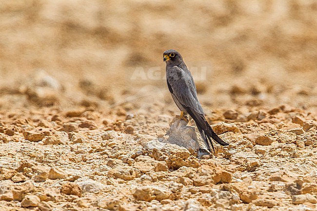 Male  Sooty Falcon, Falco concolor, perched on a small island in Egypt. stock-image by Agami/Vincent Legrand,