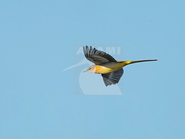 Flying, migrating Grey Wagtail (Motacilla cinerea) in blue sky showing underside stock-image by Agami/Ran Schols,