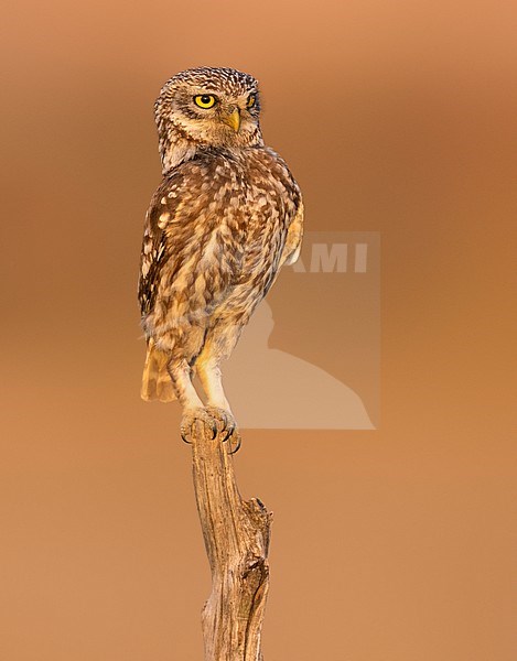 Little Owl (Athene noctua) in Italy. stock-image by Agami/Daniele Occhiato,