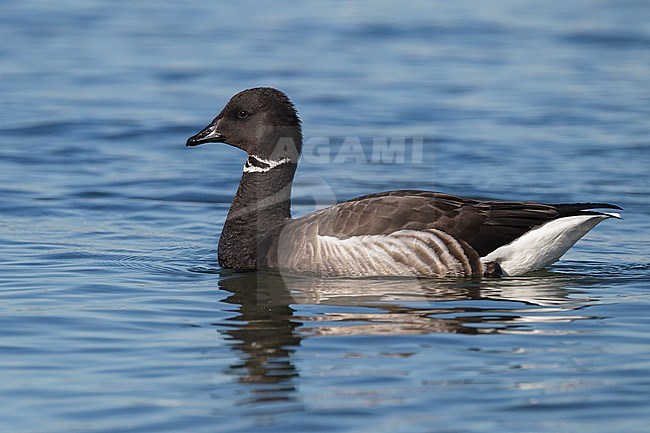 Adult
San Diego Co., CA
December 2012 stock-image by Agami/Brian E Small,