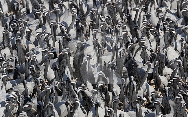 Jufferkraan; Demoiselle Crane (Anthropoides virgo) stock-image by Agami/James Eaton,