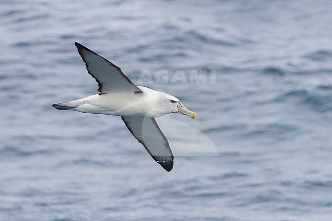 Shy Albatross (Thalassarche cauta), adult in flight seen from the side, Western Cape, South Africa stock-image by Agami/Saverio Gatto,