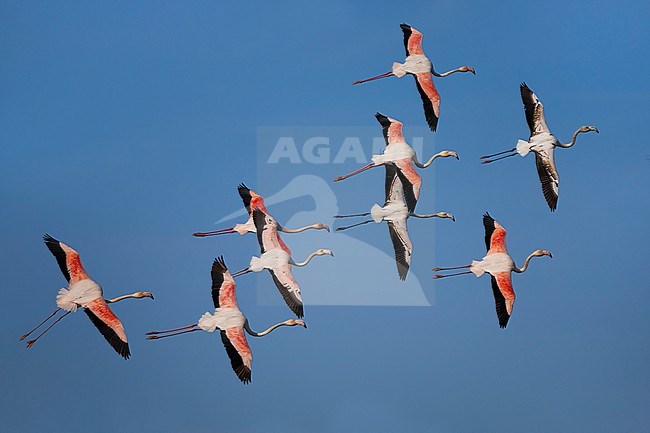 Greater Flamingo (Phoenicopterus roseus) in Italy. Flock of flamingo's in flight. stock-image by Agami/Daniele Occhiato,