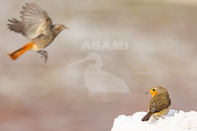  stock-image by Agami/Menno van Duijn,