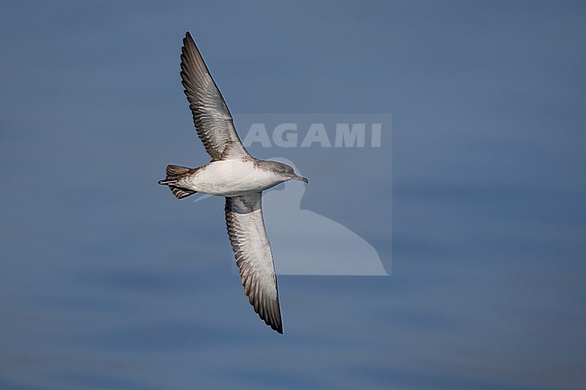 Yelkouan Shearwater (Puffinus yelkouan) in Italy. stock-image by Agami/Daniele Occhiato,