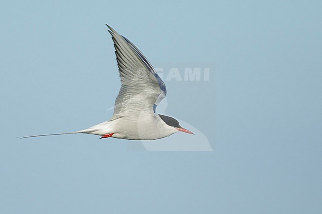 Adult Arctic Tern, Sterna paradisaea) in breeding plumage flying over Seward Peninsula, Alaska, United States. stock-image by Agami/Brian E Small,