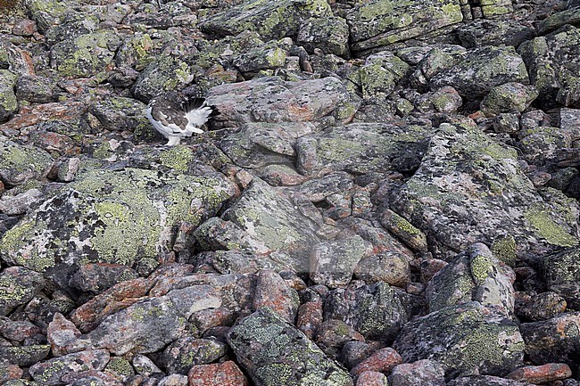 Vrouwtje Alpensneeuwhoen in zomerkleed, Female Rock Ptarmigan in summerplumage stock-image by Agami/Markus Varesvuo,