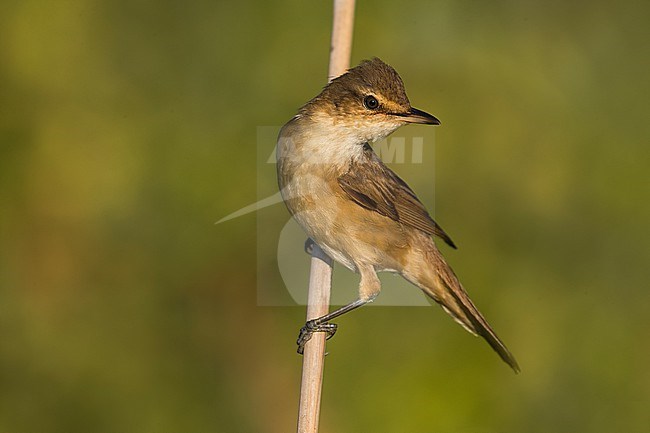 Great Reed Warbler, Acrocephalus arundinaceus, in Italy. stock-image by Agami/Daniele Occhiato,