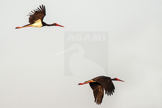 Two adult Black Storks (Ciconia nigra) in flight with very early morning light on the Greek island Lesvos. stock-image by Agami/Marc Guyt,