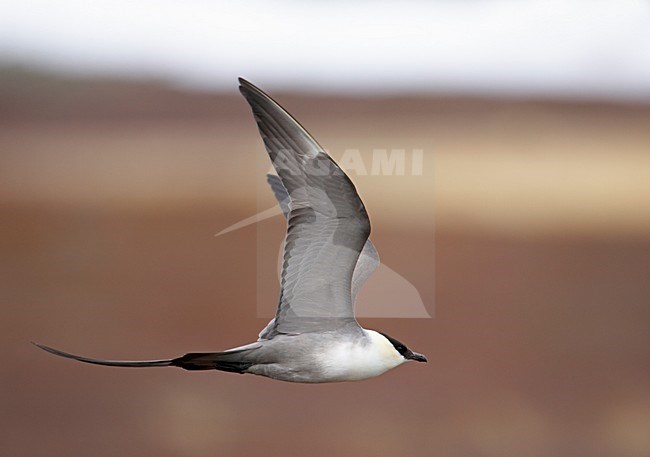 Kleinste Jager in vlucht; Long-tailed Skua in flight stock-image by Agami/Markus Varesvuo,