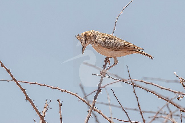 Juvenile Maghreb Lark (Galerida macrorhyncha) perched in a tree between Dakhla and Aousserd in Western Sahara. stock-image by Agami/Vincent Legrand,