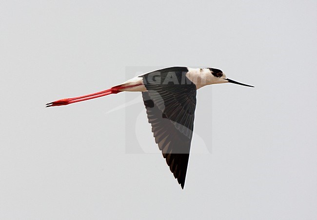 Vliegende Steltkluut; Black-winged Stilt in flight stock-image by Agami/Roy de Haas,