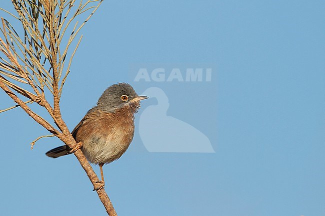 Adult Tristram's Warbler (Curruca deserticola) on a twig stock-image by Agami/Ralph Martin,
