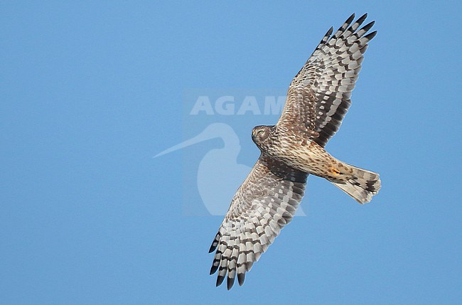 Hen Harrier, Circus cyaneus adult female flying, flying over so that the underside is clearly visible, showing underwings. stock-image by Agami/Fred Visscher,