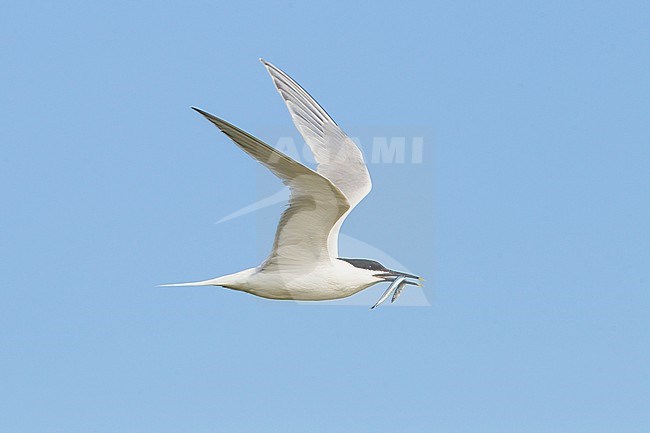 Grote Stern, Sandwich Tern, Sterna sandvicensis  adult bringing fish to colony in flight stock-image by Agami/Menno van Duijn,