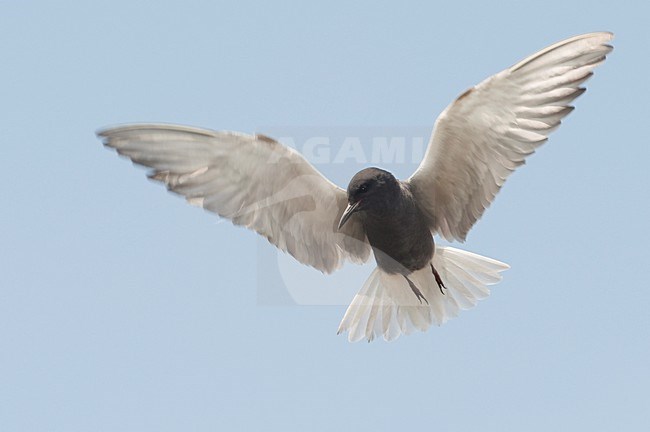 Zwarte Stern in de vlucht; Black Tern in flight stock-image by Agami/Han Bouwmeester,