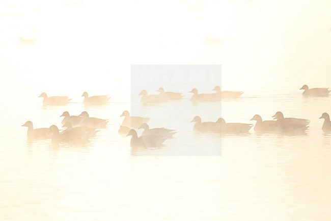 Zwemmende Grauwe Ganzen in ochtendmist, Swimming Greylag Geese in morning fog stock-image by Agami/Chris van Rijswijk,