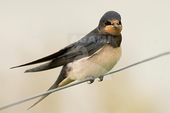 Barn Swallow adult perched; Boerenzwaluw volwassen zittend stock-image by Agami/Han Bouwmeester,