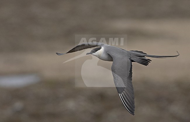 Long-tailed Skua flying; Kleinste Jager vliegend stock-image by Agami/Jari Peltomäki,