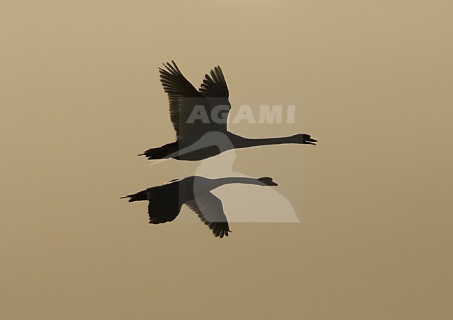 Knobbelzwanen in vlucht; Mute Swans in flight stock-image by Agami/Wil Leurs,