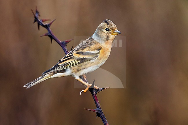 Wintering Brambling (Fringilla montifringilla) perched on a branch in Italy. stock-image by Agami/Daniele Occhiato,